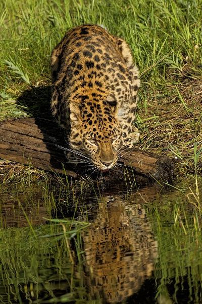 Amur Leopard and reflection while drinking-Panthera pardus orientalis-Captive
